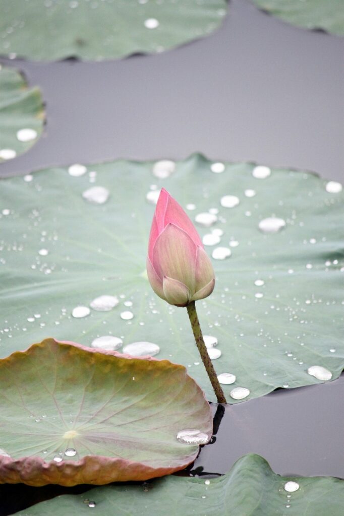 lotus, flower, bud-214622.jpg